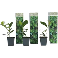 Plant in a Box - Zitronenbaum - 3er-Set -