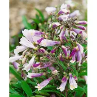 Pflanzen Für Dich Penstemon hirsutus 'Pygmaeus', Bartfaden, ca. 9x9