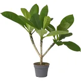Plant in a Box - Plumeria rubra - Höhe 45-55cm - Topf 17cm