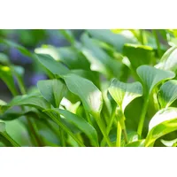 Pflanzen Für Dich Hosta clausa Var.normalis Funkie, ca. 9x9