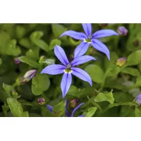 Pflanzen Für Dich Pratia pedunculata 'County Park', blau, ca.