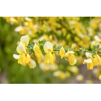 Pflanzen Für Dich Cytisus scoparius 'Dukaat', 20–30 cm