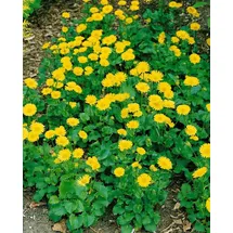 PlantaPro Doronicum orientale 'Little Leo' ca. 9x9 cm Topf - Gemswurz, leuchtend gelbe Blüten, Blütezeit April-Mai, ideal für Frühlingsbeete, pflegeleicht und bienenfreundlich