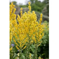 Pflanzen Für Dich Verbascum olympicum, Königskerze, silbergrau, ca. 9x9