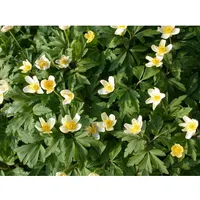 Pflanzen Für Dich Anemone nemorosa, Buschwindröschen, ca. 9x9 cm