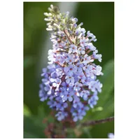 Pflanzen Für Dich Buddleja davidii 'Sky Blue', Schmetterlingsflieder, hellblau,