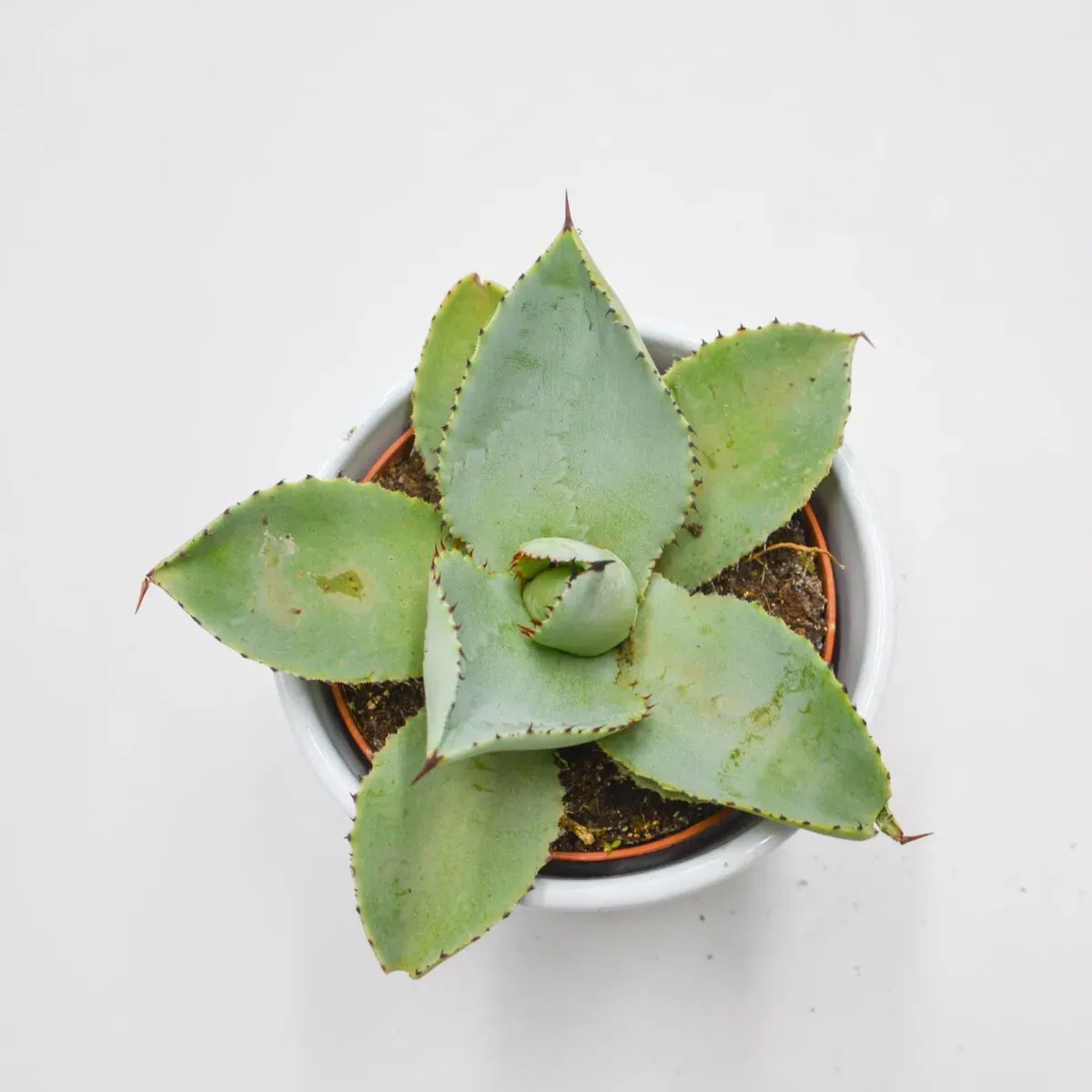 Agave dragionis - 10,5cm