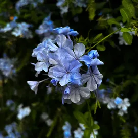 Plant in a Box - Plumbago auriculata - Höhe 25-40cm