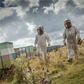 Egmont Honey Egmont Manukahonig 500g MGO 570+