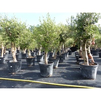 gruenwaren jakubik Olivenbaum Olive 'Angebot' 150-180 cm, beste Qualität, winterhart, Olea Europaea, dicke Stämme 20-35 cm Umfang