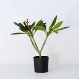 Plant in a Box - Plumeria rubra - Höhe 55-70cm - Topf 17cm