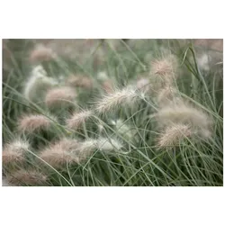 Pennisetum villosum, Lampenputzergras, flauschig, ca. 9x9 cm Topf