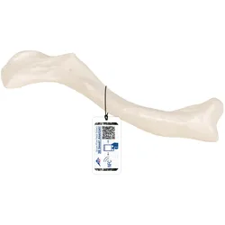 Schlüsselbein Modell - 3B Smart Anatomy