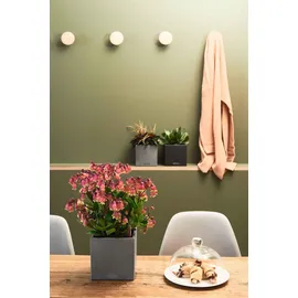 LECHUZA Canto Stone 14 Komplettset 14 x 14 x 13,5 cm graphitschwarz