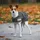 Waldhausen Hundemantel 200 g Blau 35 cm