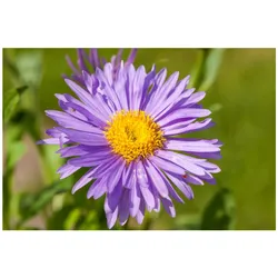 Aster alpinus 'Dunkle Schöne', Alpenaster, violett, ca. 9x9 cm Topf