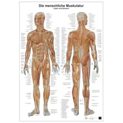 Anatomie-Lerntafel/Muskulatur