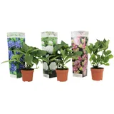 Plant in a Box - Hydrangea macrophylla - 3er Mischung Höhe 25-40cm