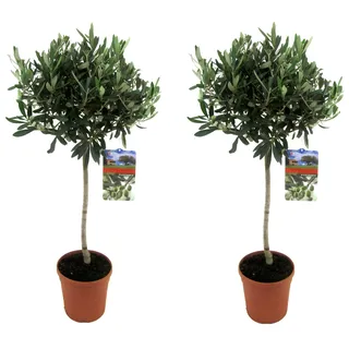 Plant in a Box - 2er Set 90-100cm