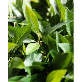 aplanta Künstlicher Lorbeer - Rosa | cm