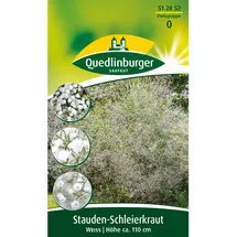 Quedlinburger Stauden-Schleierkraut Weiß
