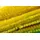 KnorrPrandell Gütermann / KnorrPrandell 8476063 - Biegeplüsch 50cm maisgelb, 10 Stück/Beutel
