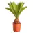 Dehner Sagopalmfarn, Cycas revoluta, Grün