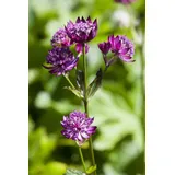 PlantaPro Astrantia major 9x9 cm Topf – Winterhart, Mehrjährig, Pflegeleicht – Sterndolde – Staude für Beet & Garten