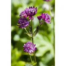 PlantaPro Astrantia major 9x9 cm Topf – Winterhart, Mehrjährig, Pflegeleicht – Sterndolde – Staude für Beet & Garten