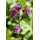 PlantaPro Astrantia major 9x9 cm Topf – Winterhart, Mehrjährig, Pflegeleicht – Sterndolde – Staude für Beet & Garten