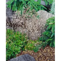 Pflanzen Für Dich Saxifraga x urbium Variegata Steinbrech, buntlaubig,
