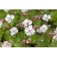Pflanzen Für Dich Geranium x cantabrigiense 'Saint Ola', weiß,