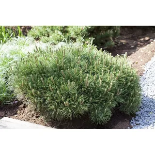 Pflanzen Für Dich Pinus mugo 'Pumilio' 25–30 cm, 5 L – Winterhart, Immergrün, Pflegeleicht – Zwergkiefer – Nadelgehölz für Kübel & Beet