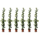 sunny-tree Jasmin - Toskanischen Jasmin - Trachelospermum Jasminoides 160 cm A+ ware (6pcs)