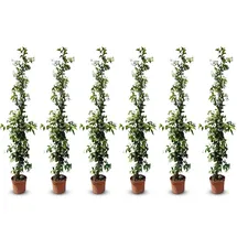 sunny-tree Jasmin - Toskanischen Jasmin - Trachelospermum Jasminoides 160 cm A+ ware (6pcs)