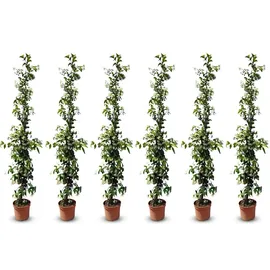 sunny-tree Jasmin - Toskanischen Jasmin - Trachelospermum Jasminoides 160 cm A+ ware (6pcs)
