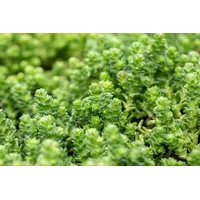 Pflanzen Für Dich Sedum acre, Mauerpfeffer, gelb, ca. 9x9