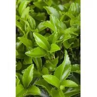 Pflanzen Für Dich Euonymus japonicus 'Microphyllus Green', Spindelstrauch, ca.