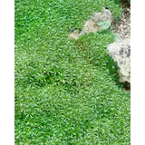 Pflanzen Für Dich Azorella Trifurcata Polsterpflanze Ca. 9x9 cm Topf Immergrün