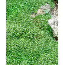 Pflanzen Für Dich Azorella Trifurcata Polsterpflanze Ca. 9x9 cm Topf Immergrün
