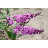 Pflanzen Für Dich Buddleja davidii 'Border Beauty', Schmetterlingsflieder, rosa,