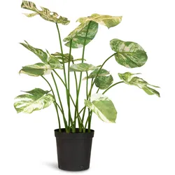 Fensterblatt - Monstera Kunstpflanze, 85 cm