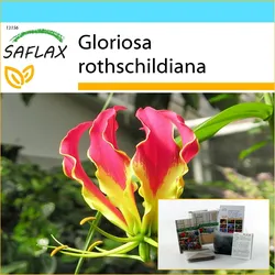 SAFLAX - Geschenkset - Afrikanische Kletterlilie - 15 Samen - Mit Geschenkbox, Karte, Etikett und Topfsubstrat - Gloriosa rothschildiana