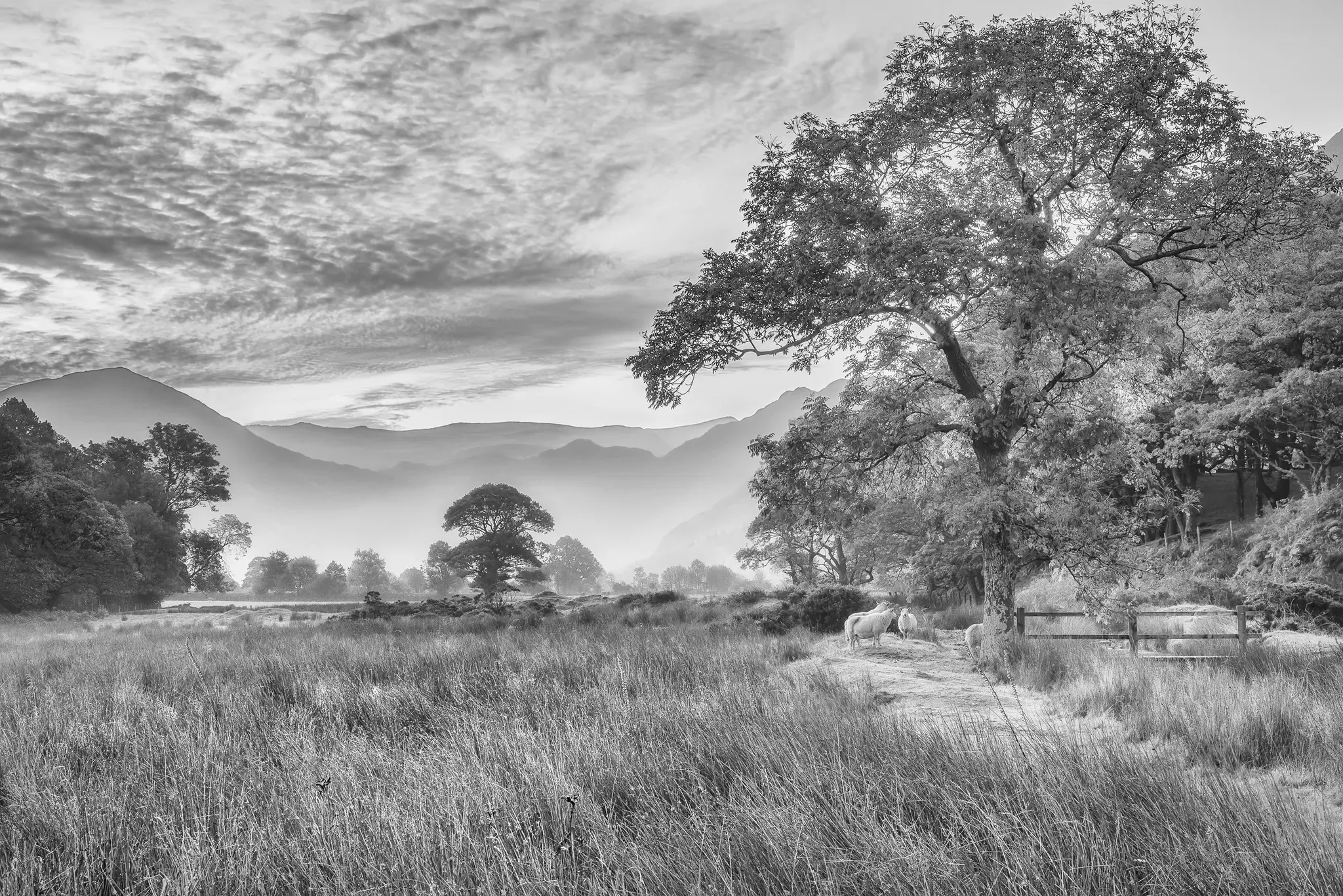 Fototapete PAPERMOON "LANDSCHAFT-SCHWARZ WEIßNATUR BÄUME BERGE GEBIRGE WALD", bunt, B:4,50m L:2,80m, Vlies, Tapeten