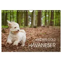 Calvendo Havaneser - Herz aus Gold (Wandkalender 2026 DIN
