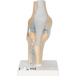 Gelenkschnitt-Modell des Knies, 3-teilig - 3B Smart Anatomy