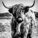 XXXLutz Euroart Glasbild, 50 x cm, Highland Cow I Glas, Grau