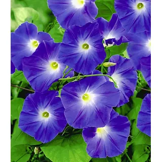 BALDUR Garten 1x Trichterwinde 'Blue Hardy', Pflanze im 12 cm-Topf, Ipomoea indica, Kletterpflanze winterhart, Prunkwinde, Wasserbedarf gering, blüht den ganzen Sommer