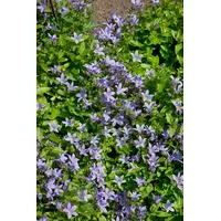 Pflanzen Für Dich Campanula lactiflora 'Pouffe', Glockenblume, ca. 9x9