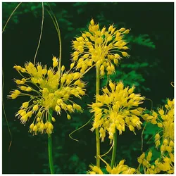 Allium flavum, Gelber Lauch, ca. 9x9 cm Topf